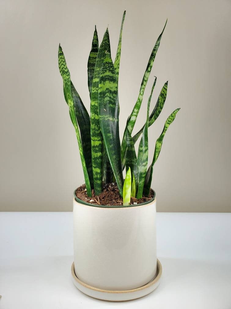 Zeylanica Snake Plant Sansevieria Trifasciata Etsy Singapore