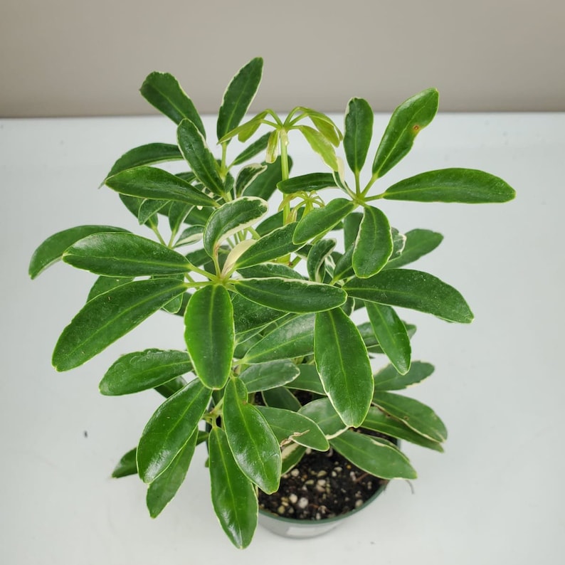 Moondrop Schefflera arboricola variegata Variegated