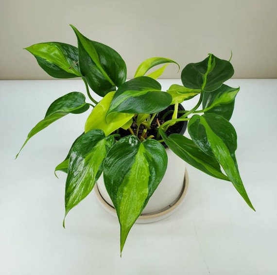 Philodendron Brasil Philodendron Hederaceum Variegated Etsy India