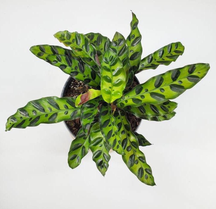 What Should A Healthy Prayer Plant Look Like - Maranta Soil Mix