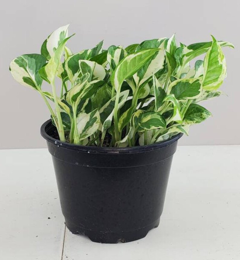 Pearls & Jade Variegated Pothos Epipremnum aureum Pearls and Etsy