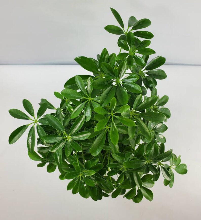Schefflera arboricola Green Umbrella Plant Arbicola | Etsy
