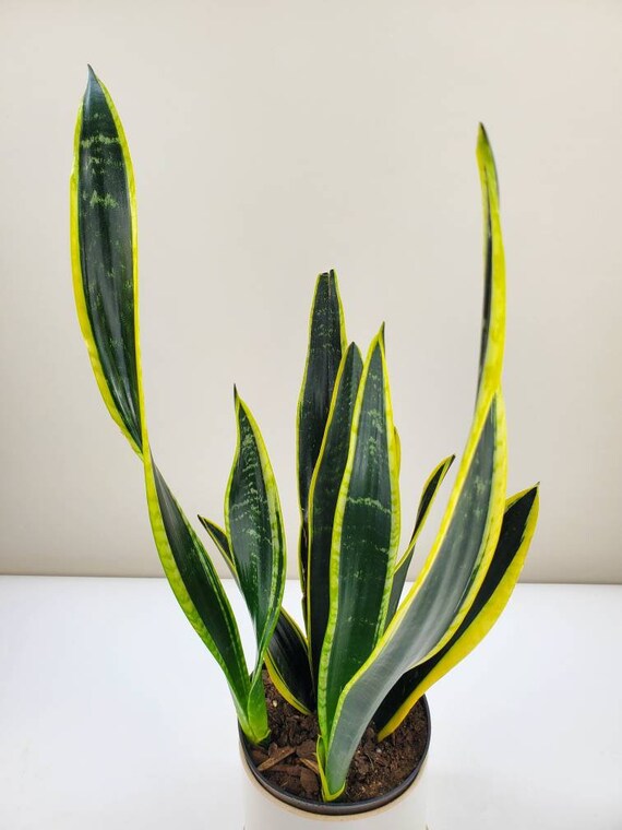 Sansevieria Trifasciata Black Gold Snake Plant Etsy Singapore