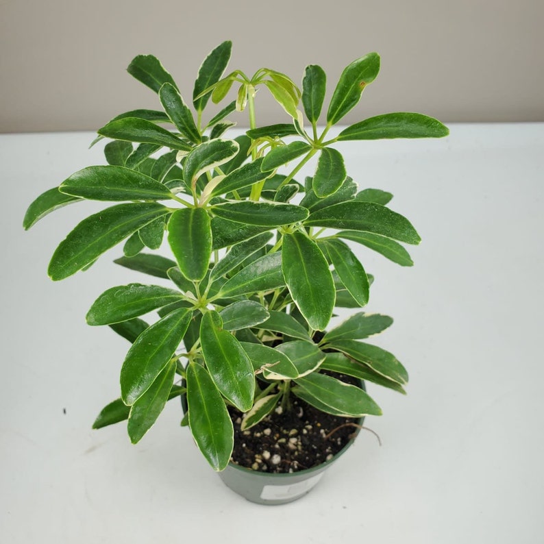 Moondrop Schefflera arboricola variegata Variegated