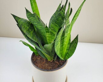 Bird's Nest Snake Plant, Sansevieria superba 'Zeylanica', Mother-In-Law's Tongue, Saint George's Sword, Ships in 4" or 6" Pot