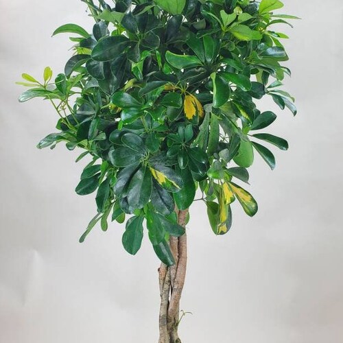 Variegated Schefflera arboricola Braided Tree, Variegated Umbrella Tree