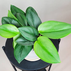 Scindapsus treubii 'Moonlight', Sterling Silver, Satin Pothos, Silver Philodendron, Live House Plant, Ships in 4" or 6" Pot