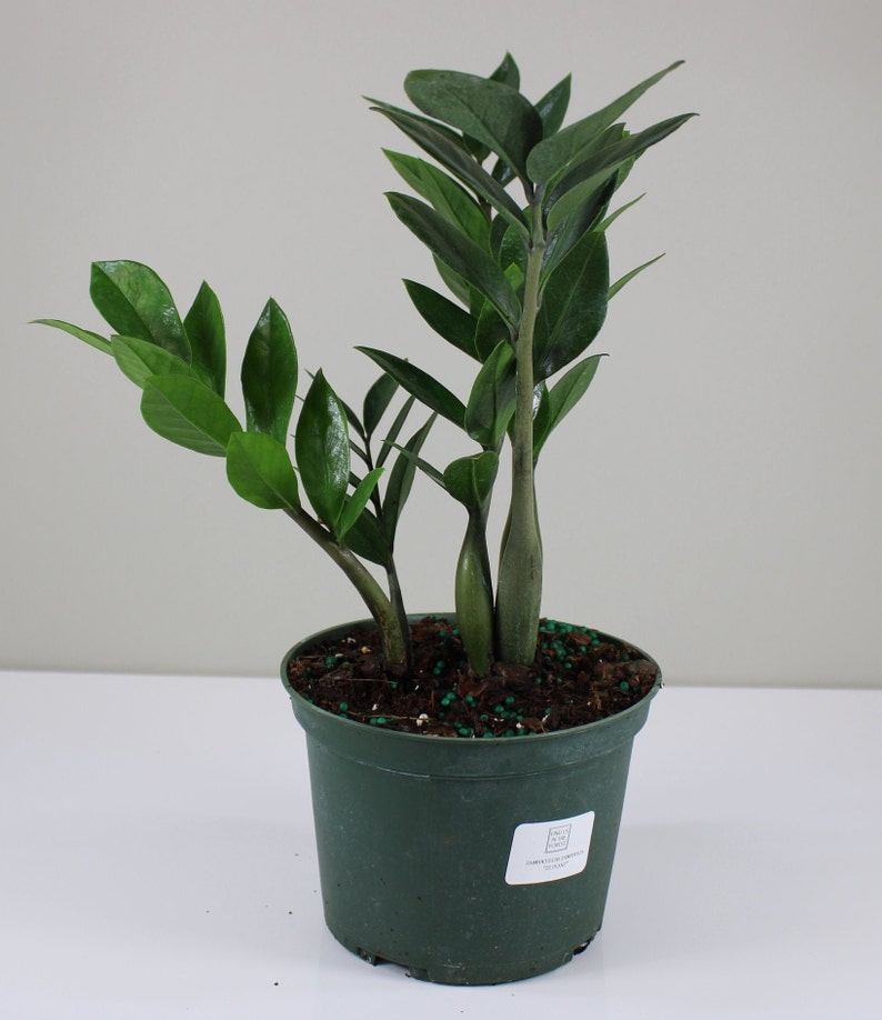 Zamioculcas zamiifolia ZZ Plant Zee Zee Plant ZiZi Plant