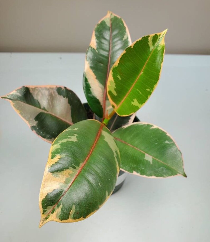 Ficus Elastica 'ruby' Ficus Ruby Ruby Variegated Etsy Canada