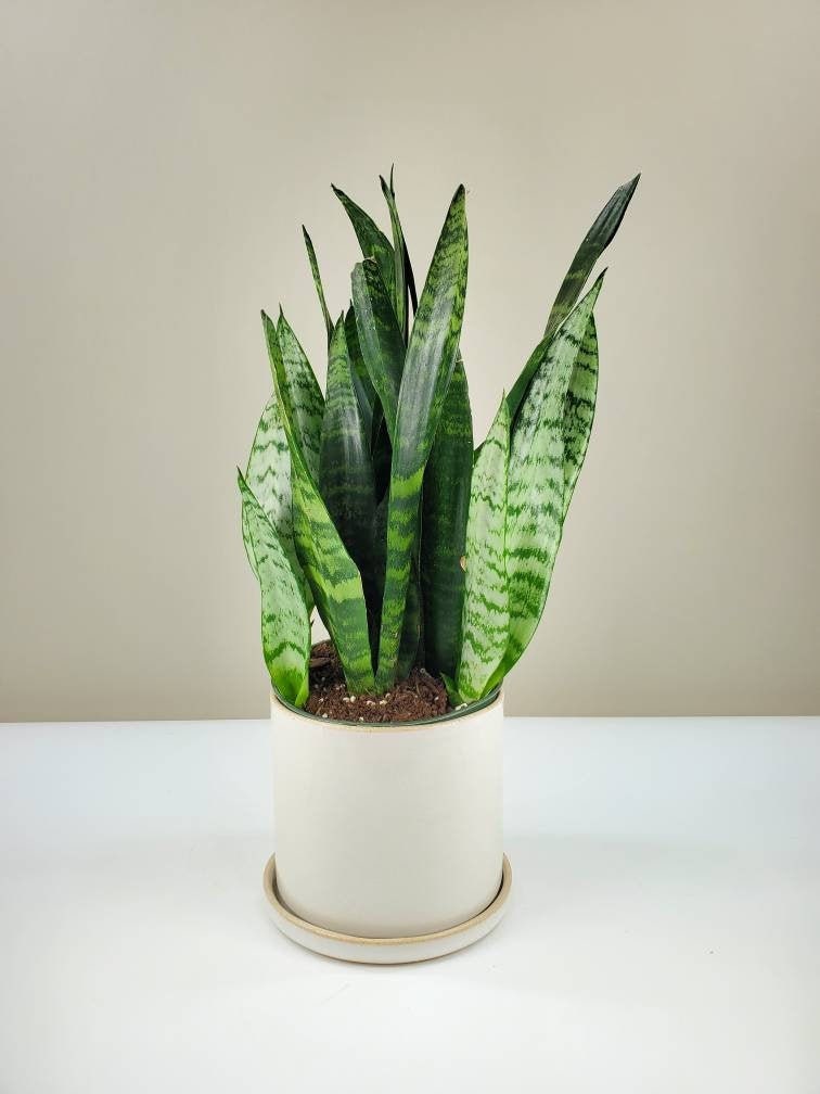 Black Coral Snake Plant Sansevieria Sansevieria Trifasciata Etsy Singapore
