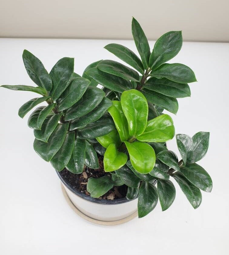 Zenzi ZZ Plant, Zamioculcas zamiifolia 'Zenzi', Dwarf ZZ Plan…