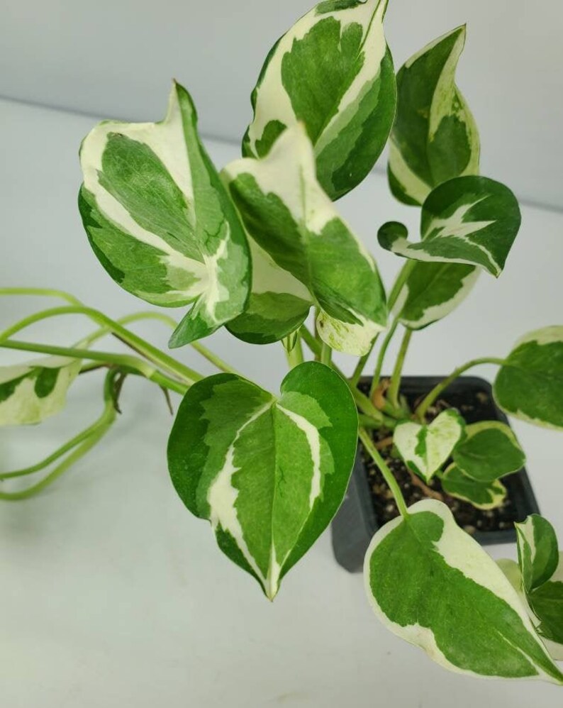 Pearls & Jade Variegated Pothos Epipremnum aureum Pearls and Etsy