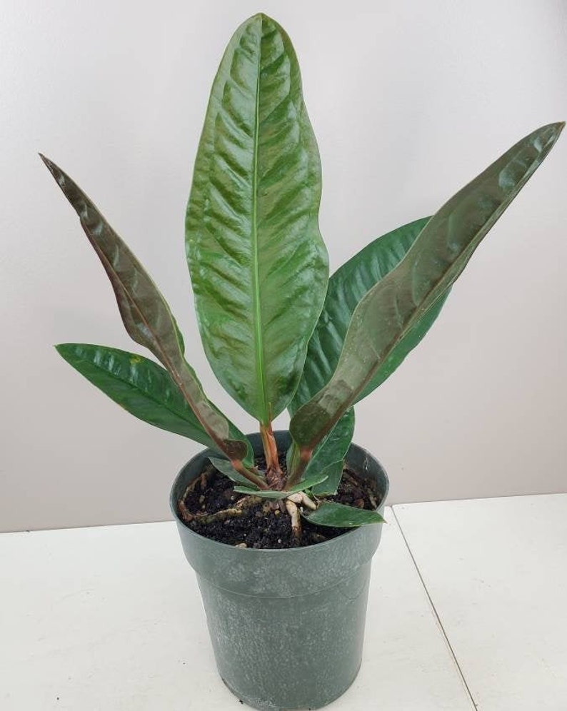 Anthurium Superbum Birds Nest Anthurium Live House Plant Etsy