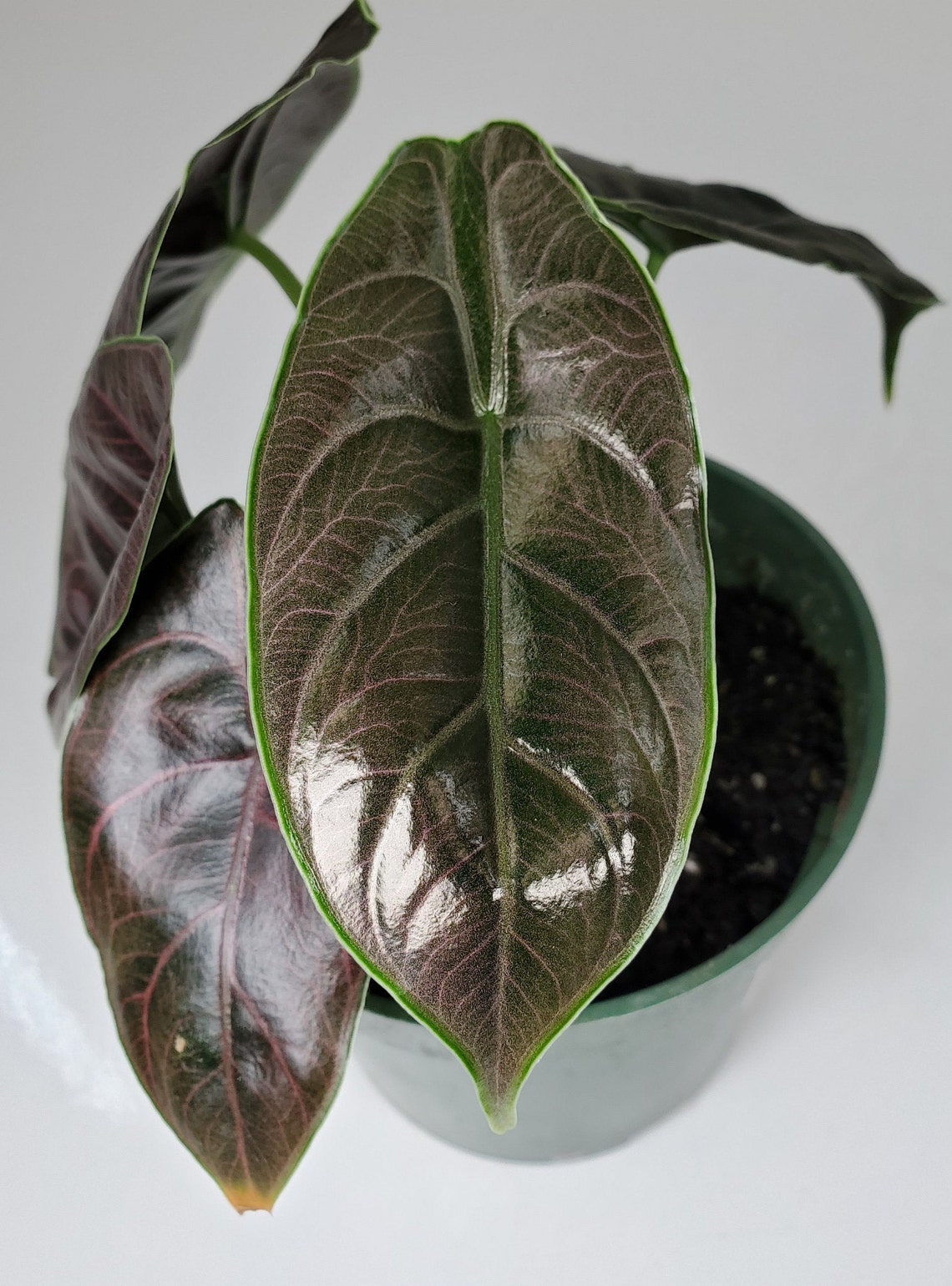 Alocasia Azlanii Alocasia 'Red Mambo' Rare Alocasia Etsy