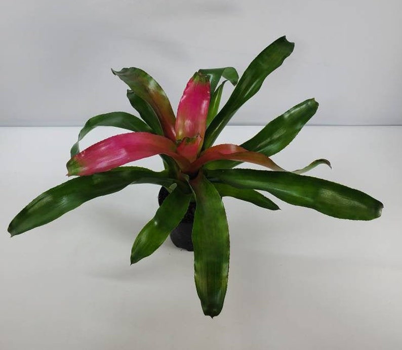 Bromeliad Neoregelia Bromeliad Plant Purple Bromeliad Live | Etsy