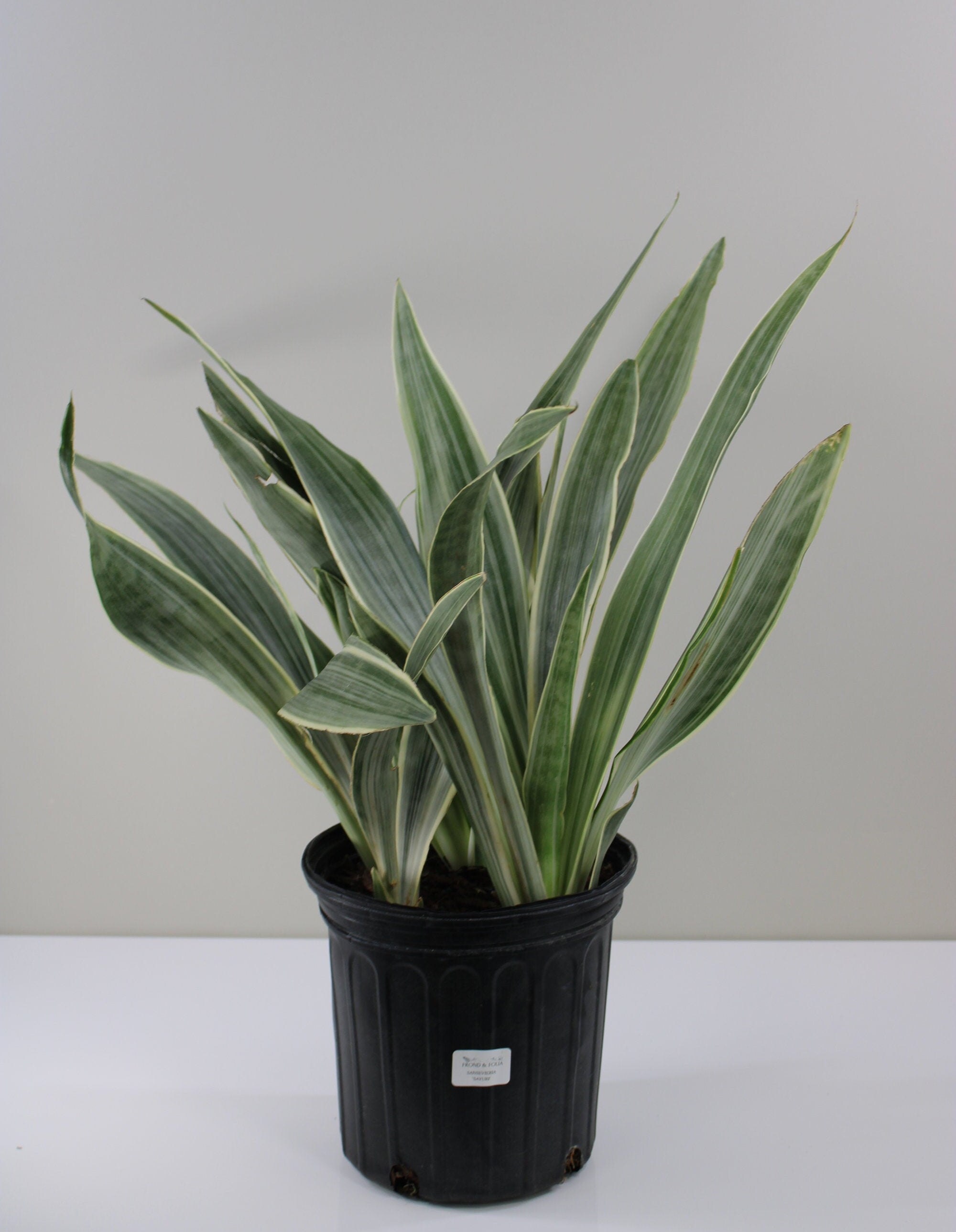Sayuri Snake Plant Sansevieria Sayuri Etsy Singapore