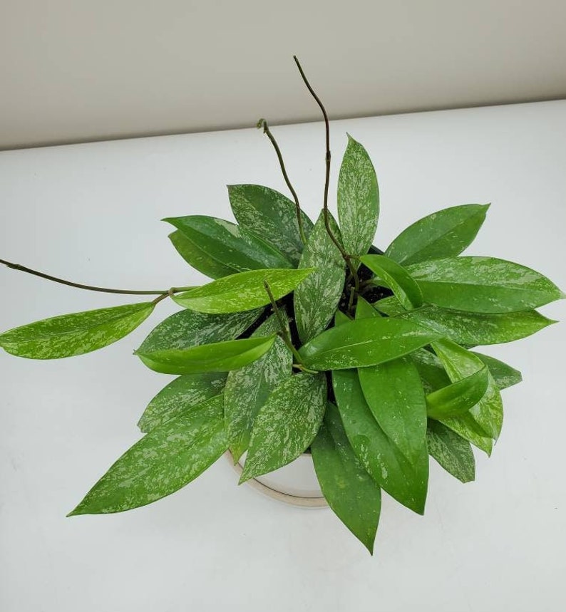 Hoya pubicalyx, Hoya Splash, Variegated Wax Plant, Variegated Hoya, Live House Plant, Ships in 2, 4, or 6 Pot 6" Nursery Pot