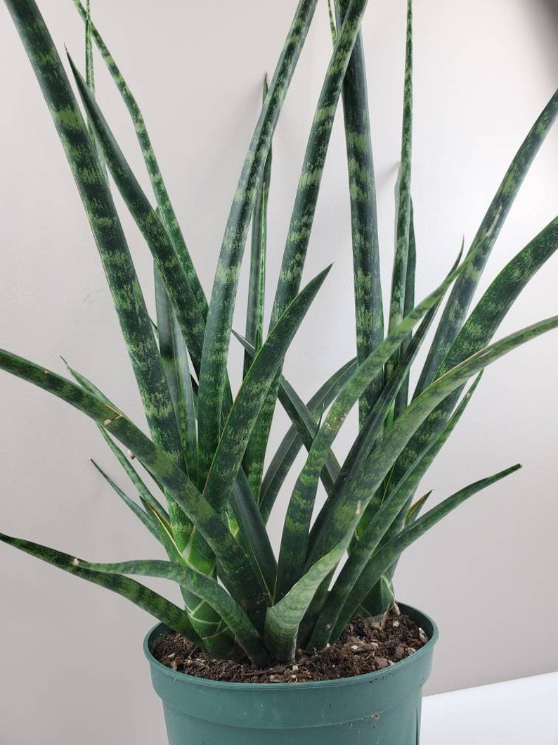 Sansevieria fernwood Spear Sansevieria MotherInLaw's Etsy