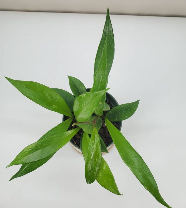 Hoya pubicalyx, Hoya Splash, Variegated Wax Plant, Variegated Hoya, Live House Plant, Ships in 2, 4, or 6 Pot image 7