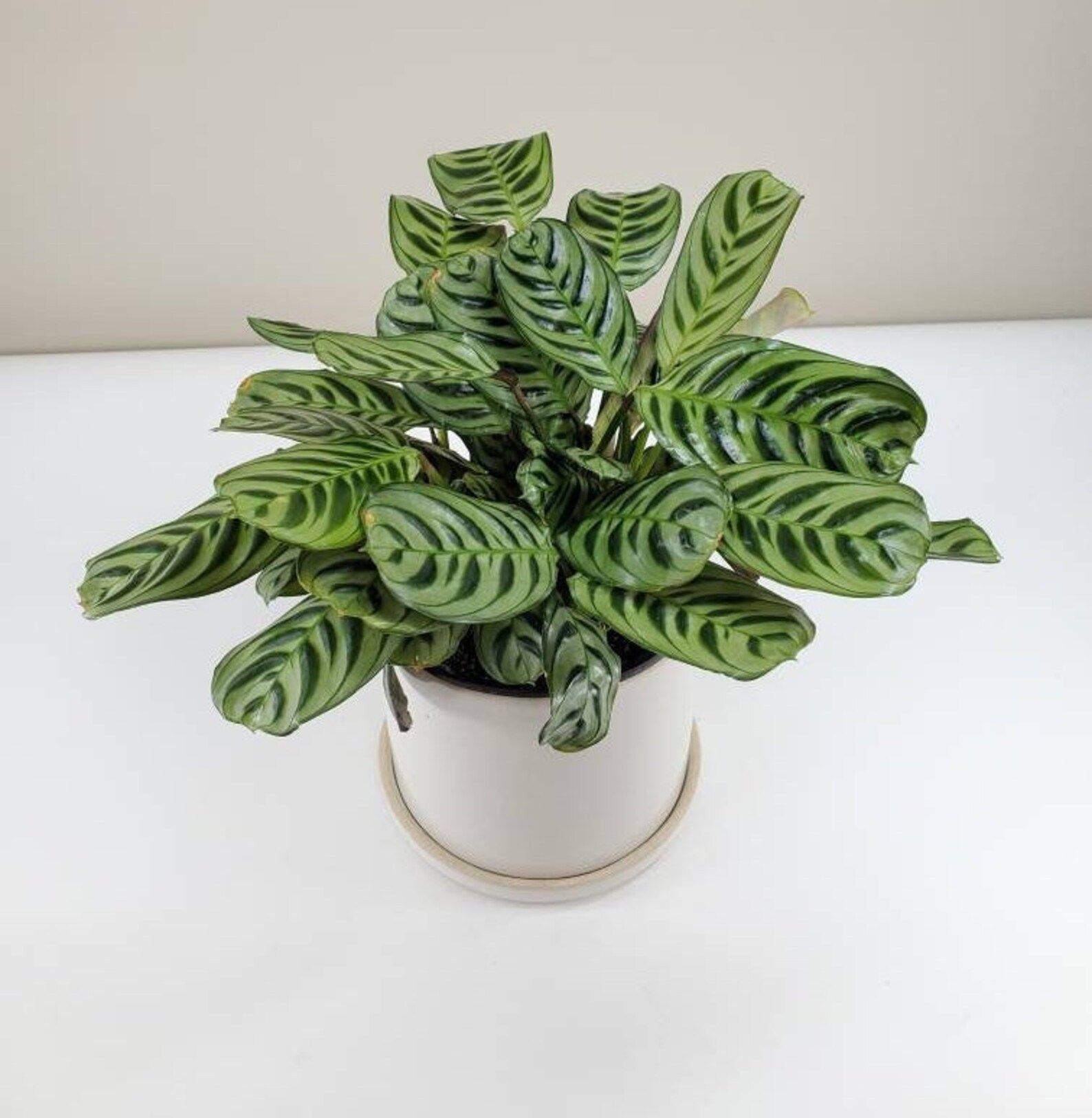 Fishbone Prayer Plant Vs Calathea - Regions Etsy does business in: