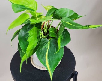 Philodendron Brasil, Philodendron hederaceum, Variegated Heart-Shaped Philodendron, Live House Plant, Ships in 4” or 6" Pot or as Cutting