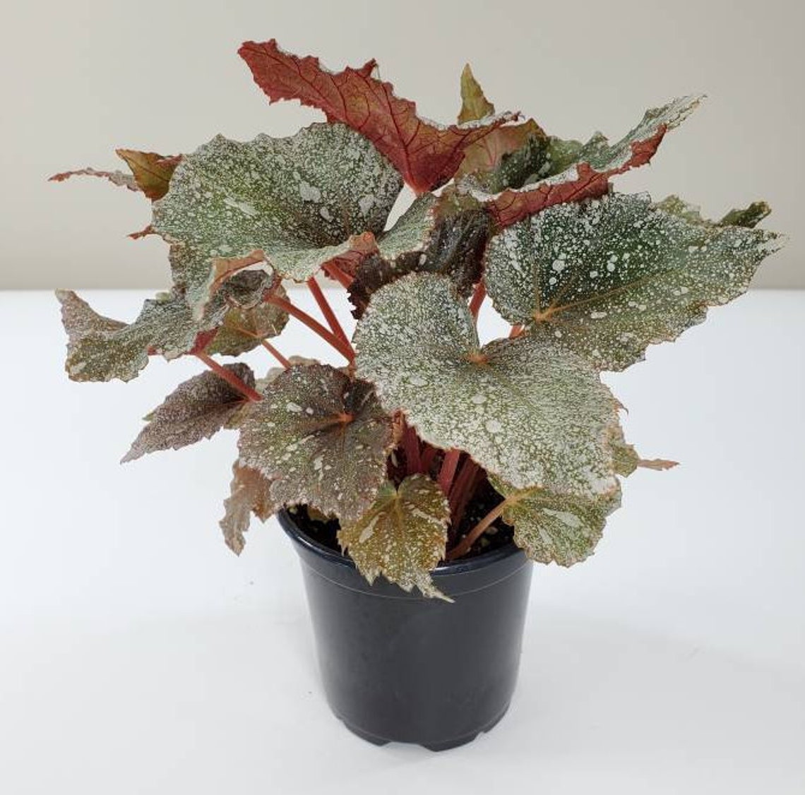 Begonia 'Shadow King Cool White Rex Begonia Plant Silver Etsy