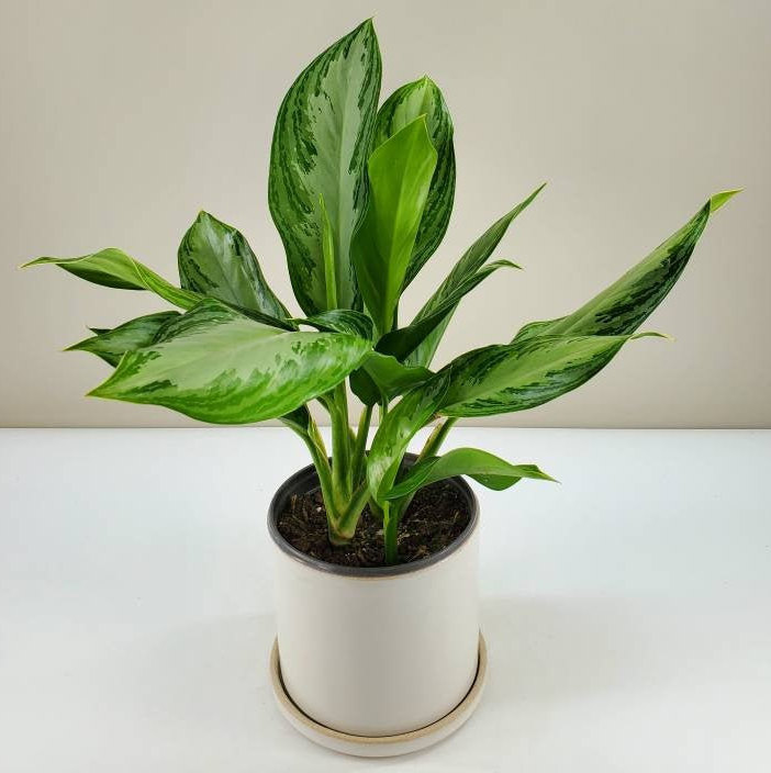 Aglaonema Silver Bay Silver Aglaonema Chinese Evergreen | Etsy