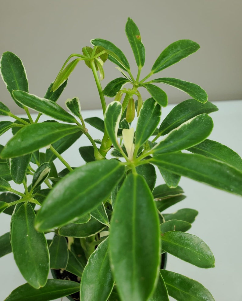 Moondrop Schefflera arboricola variegata Variegated