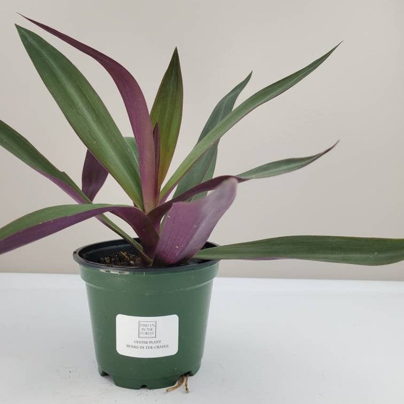 Rhoeo spathacea �Dwarf� Purple Oyster Plant Etsy