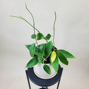 Hoya macrophylla albomarginata 'variegata', Rare Hoya Plant, Live Houseplant, Ships in 4 Pot or 6 Pot image 5