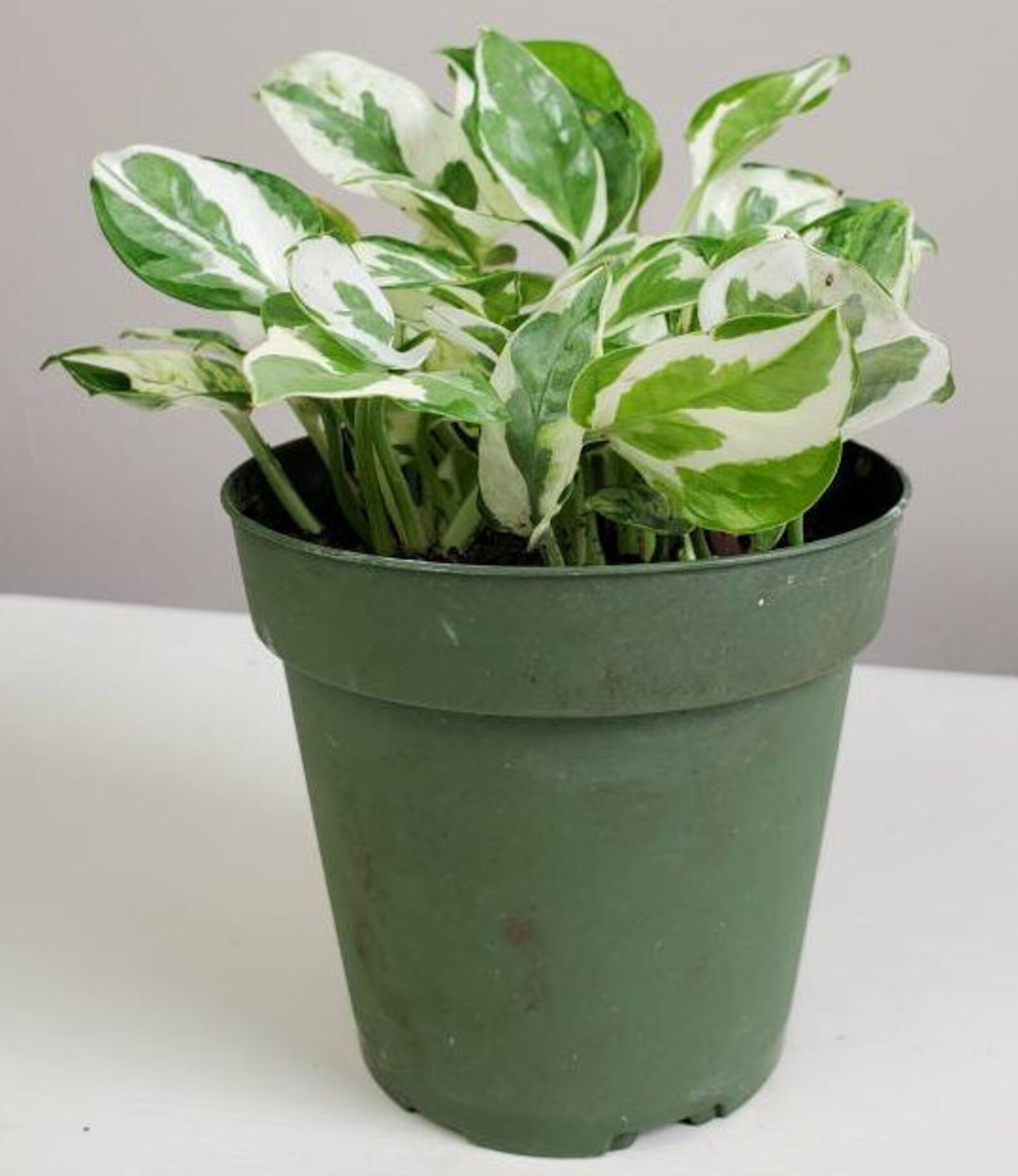 Pearls & Jade Variegated Pothos Epipremnum aureum Pearls and Etsy