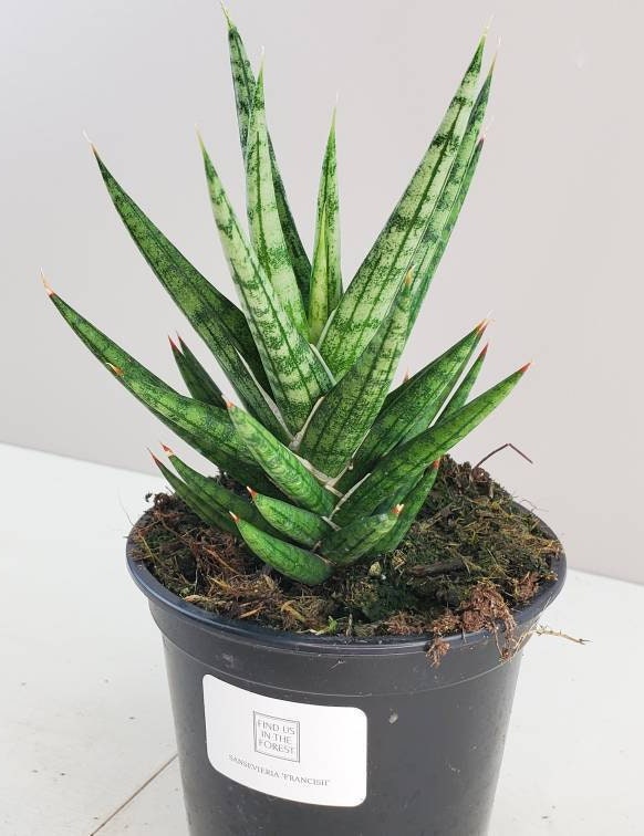 Sansevieria Francisii Snake Plant Mother In Law S Etsy Singapore