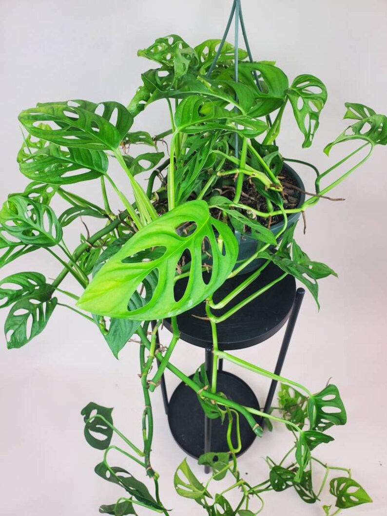 Large Monstera Adansonii Hanging Basket Swiss Cheese Vine Etsy