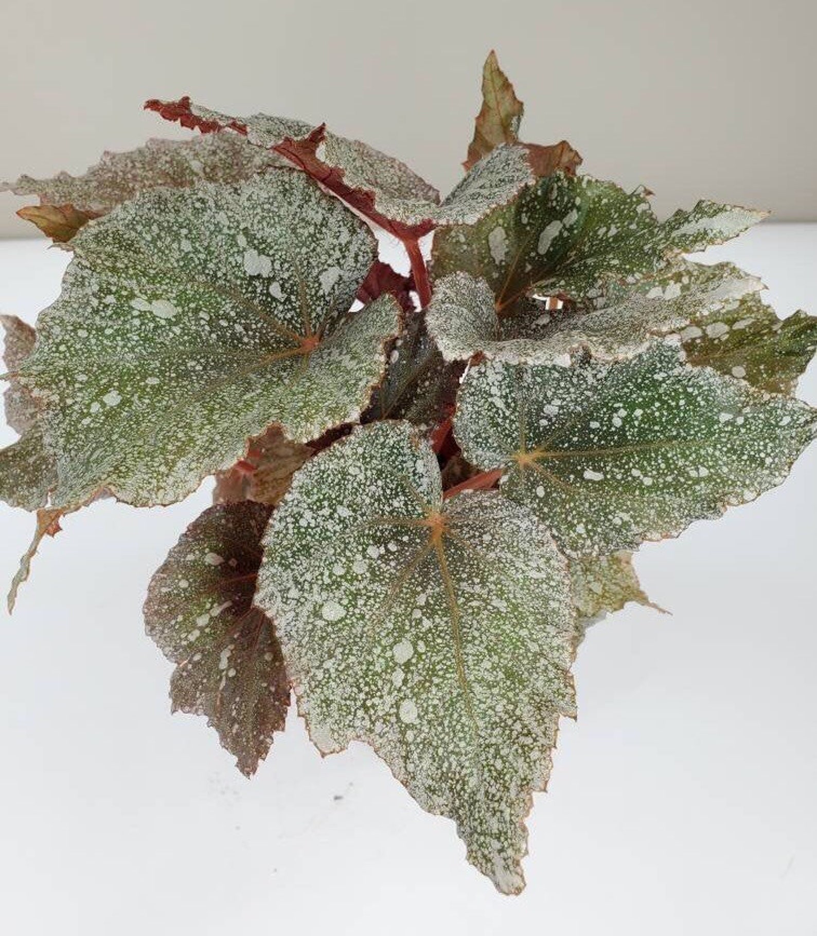 Begonia 'Shadow King Cool White Rex Begonia Plant Silver Etsy