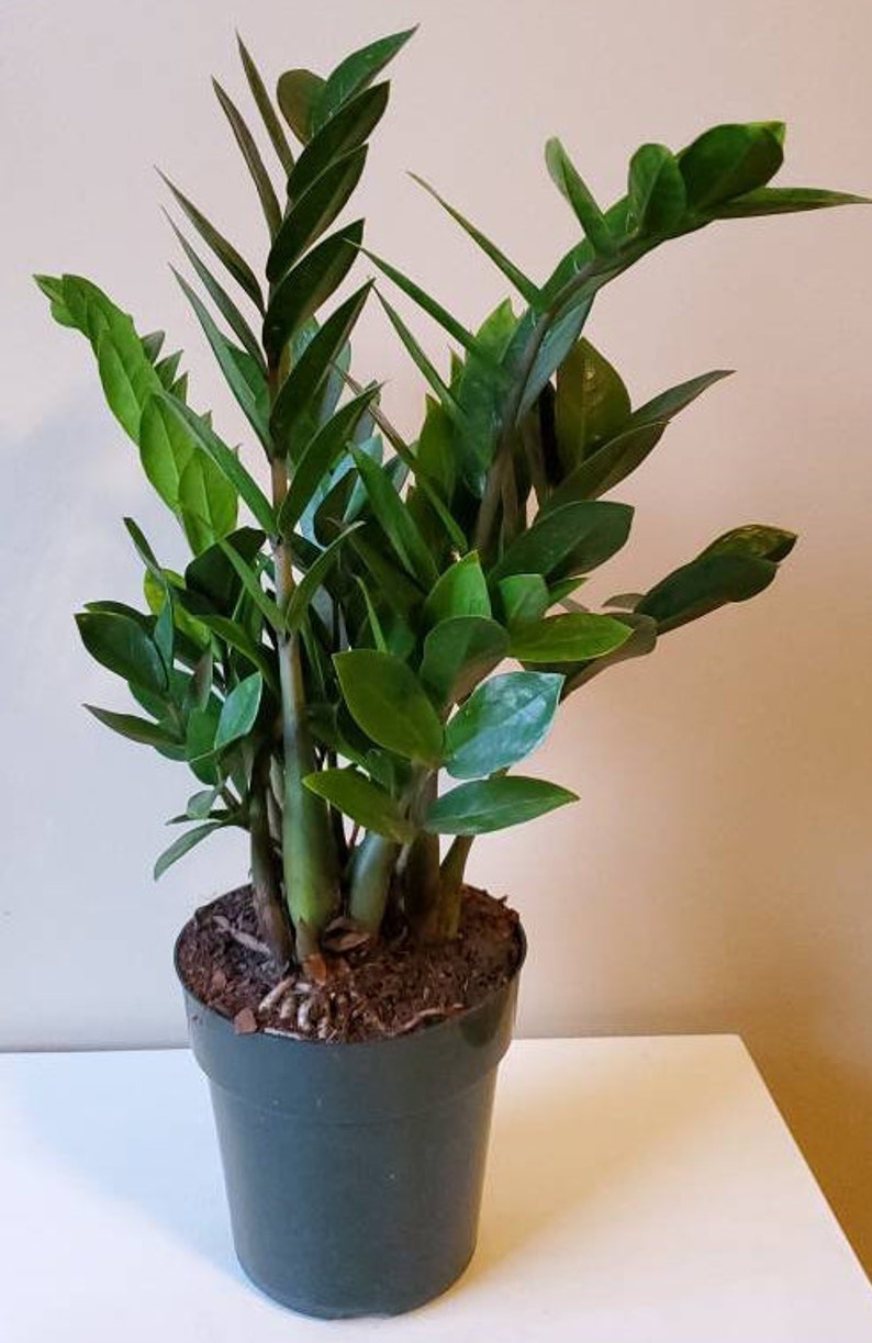 Zamioculcas zamiifolia ZZ Plant Zee Zee Plant ZiZi Plant