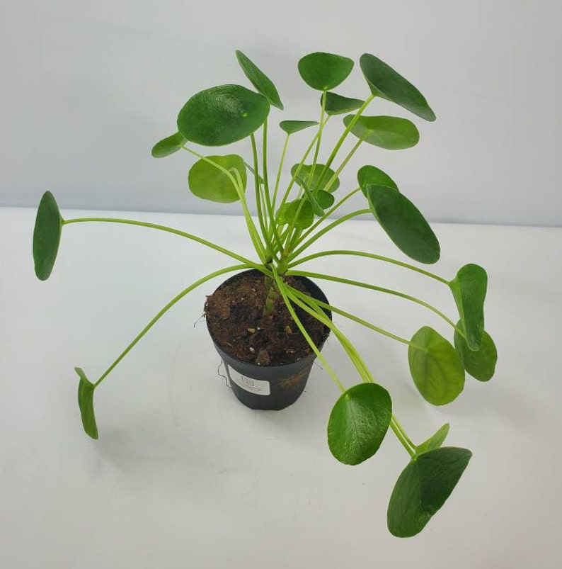 Pilea peperomioides Chinese Money Plant UFO Plant Pancake