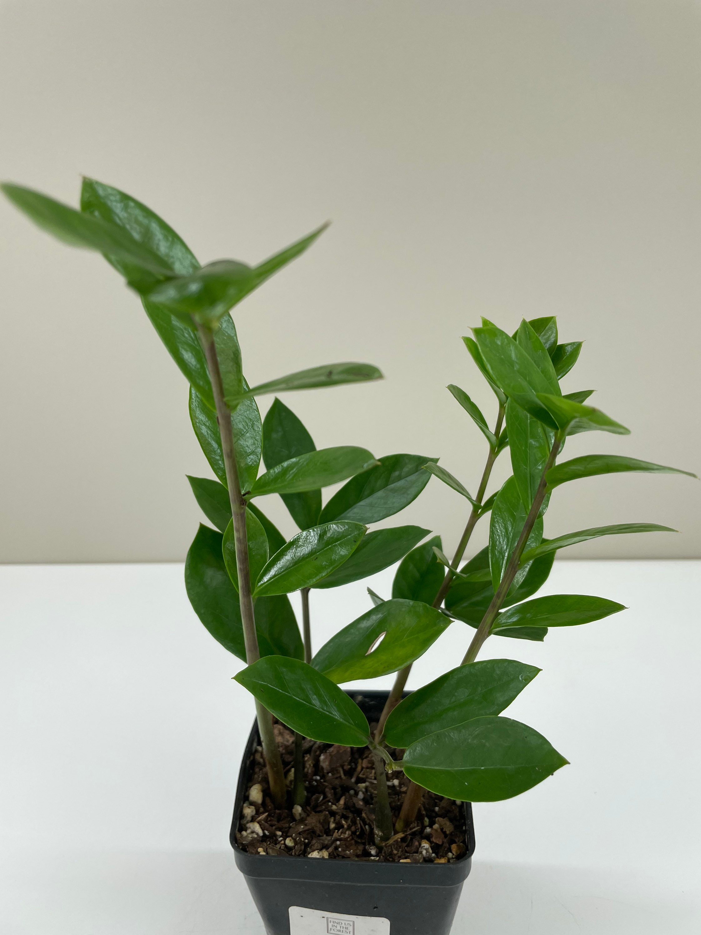 Zamioculcas zamiifolia ZZ Plant Zee Zee Plant ZiZi Plant Etsy