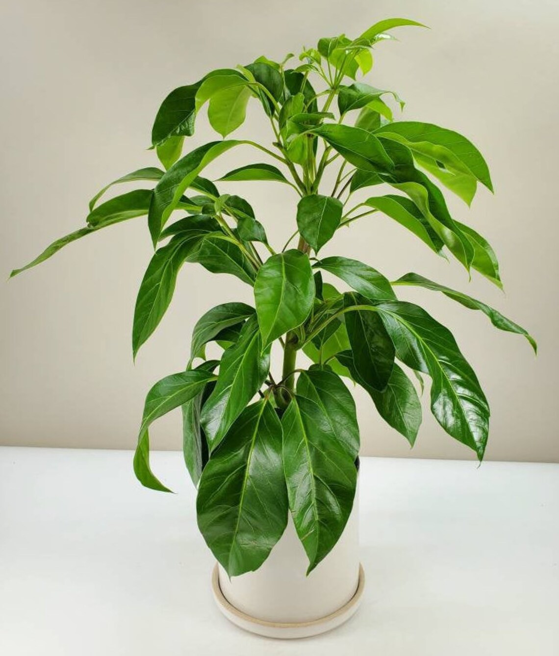 Schefflera Alpine Junior Umbrella Tree Ships in 6 Pot Etsy