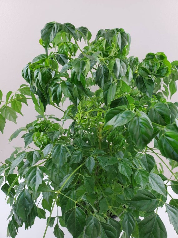 Home Garden Plant 50PCS Seeds Genuine Radermachera Sinica China Doll Emerald Tree Seeds Also for