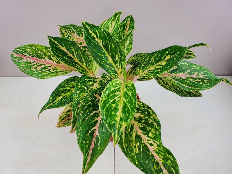 Aglaonema Sparkling Sarah Pink Aglaonema Lady Valentine | Etsy