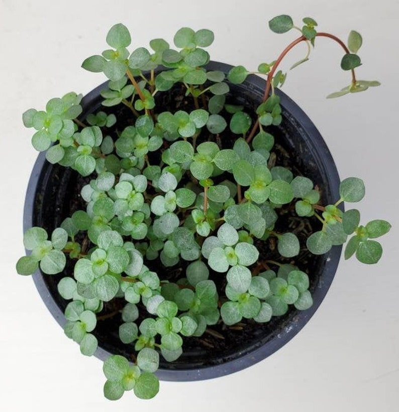 pilea aquamarine pilea aquamarine