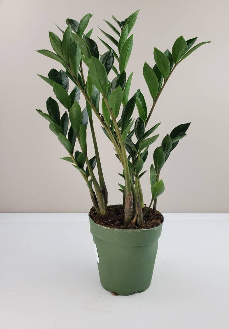 Dwarf ZZ Plant Zamioculcas zamiifolia �Dwarf� Zee Etsy