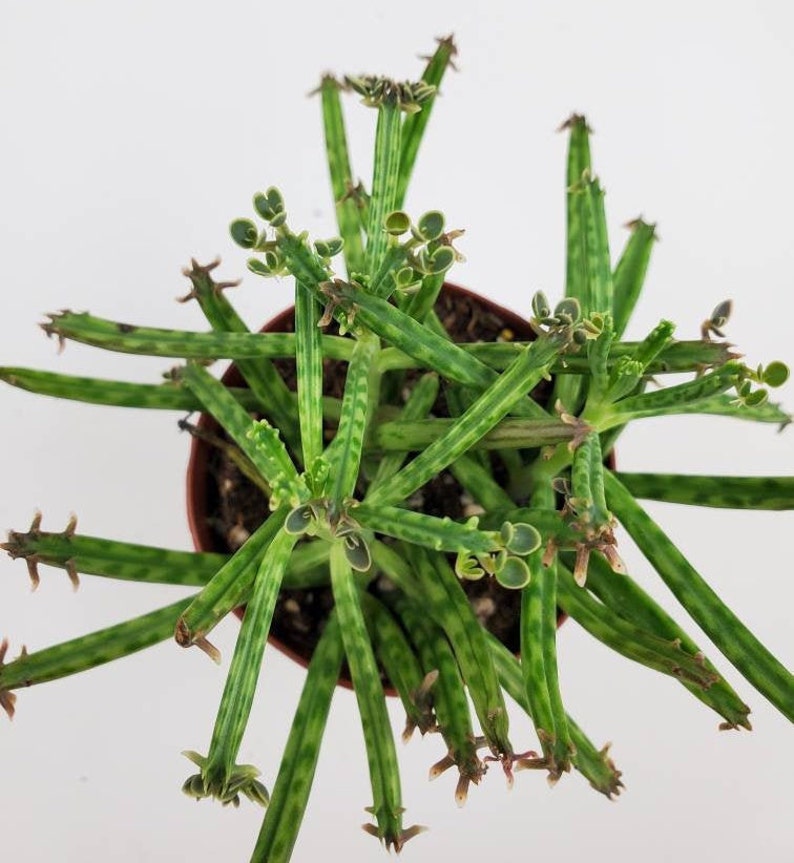 Kalanchoe tubiflora �Mother of Millions� Succulent Etsy