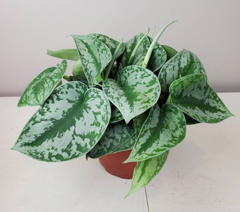Scindapsus pictus 'Exotica' Satin Pothos Silk Etsy