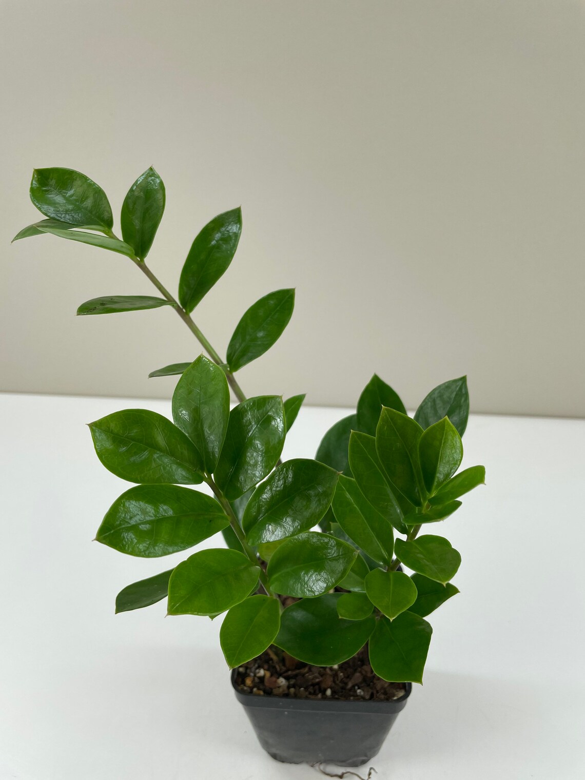 Zamioculcas zamiifolia ZZ Plant Zee Zee Plant ZiZi Plant Etsy