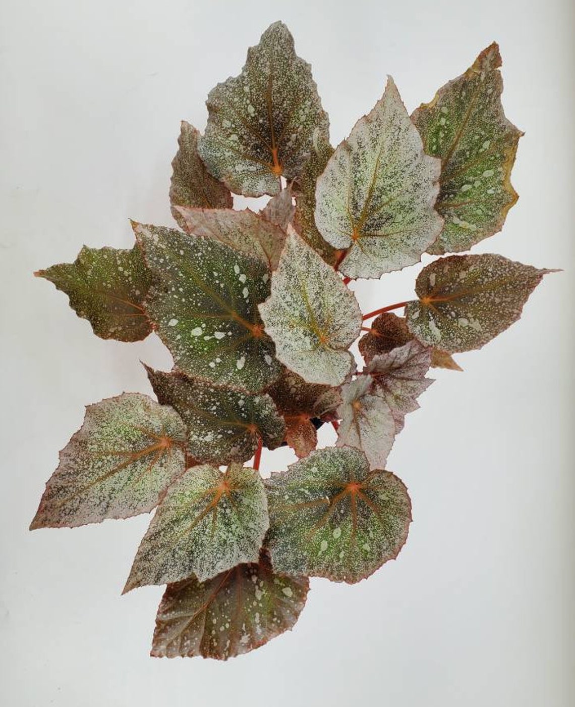 Begonia 'Shadow King Cool White Rex Begonia Plant Silver Etsy