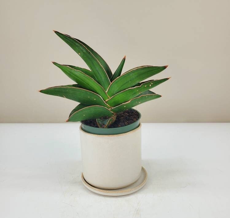 Sansevieria Samurai Dwarf Sansevieria Ehrenbergii Etsy Singapore