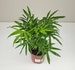 Parlor Palm, Neanthe Bella Palm, Chamaedorea Elegans, Live House Plant, Ships in 4' or 6' Pot 
