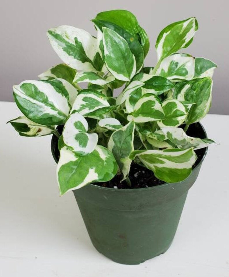 Pearls & Jade Variegated Pothos Epipremnum aureum Pearls and Etsy