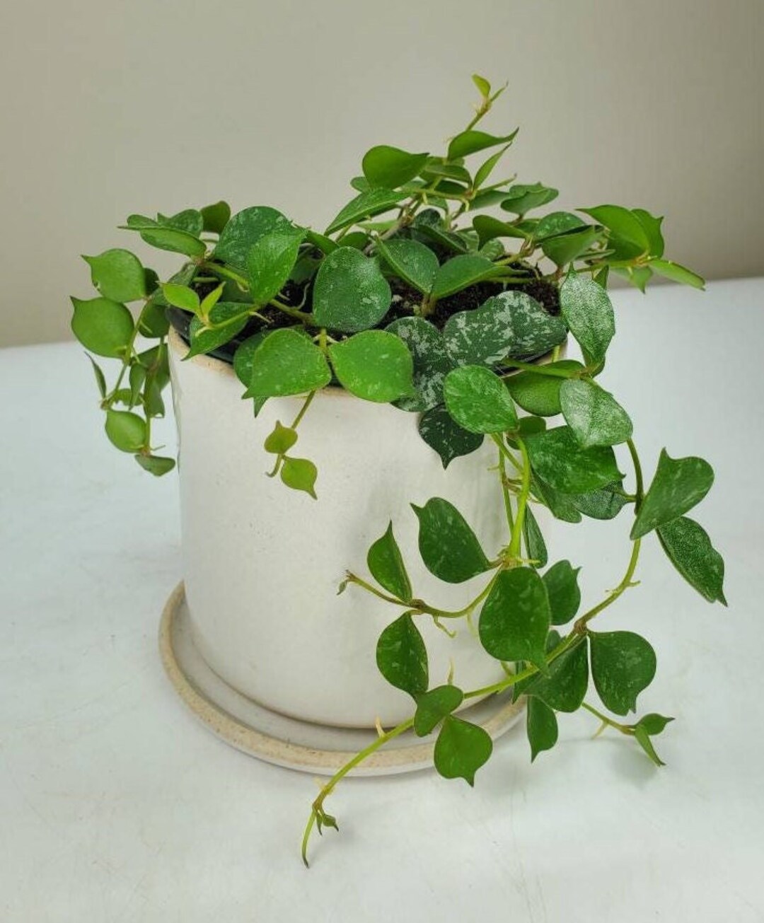 Hoya Curtisii Porcelain Flower Variegated Wax Plant Variegated